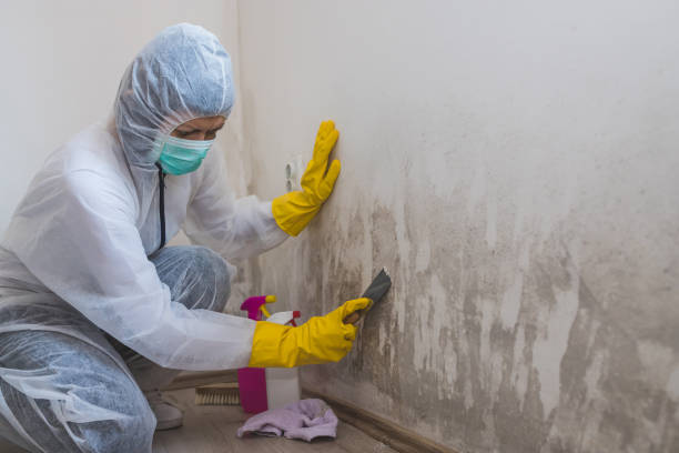 Best Residential Mold Remediation in Lockport, NY