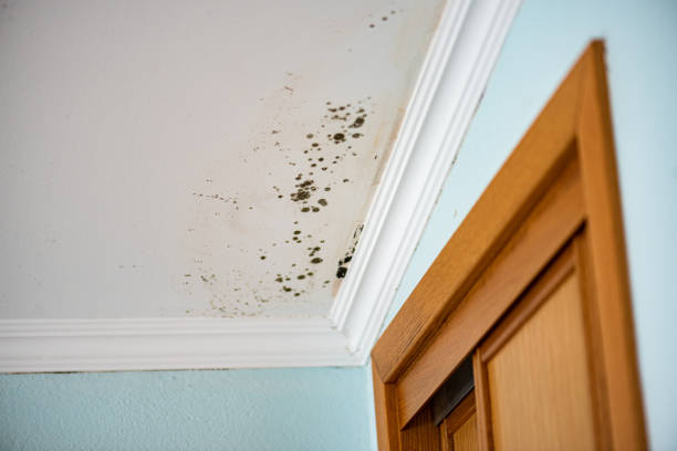 Best Basement Mold Remediation in Lockport, NY