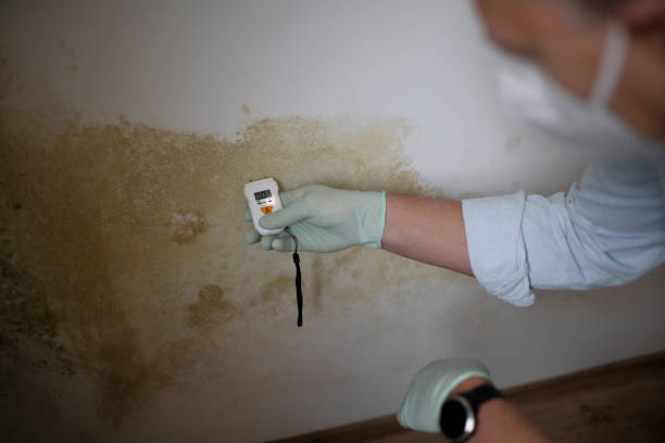 Lockport, NY Mold Remediation Company