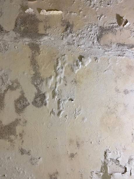 Best Kitchen Mold Remediation in Lockport, NY