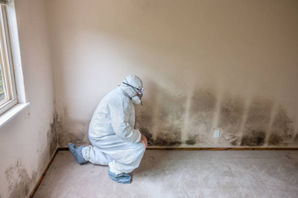 Best Post-Flood Mold Remediation in Lockport, NY