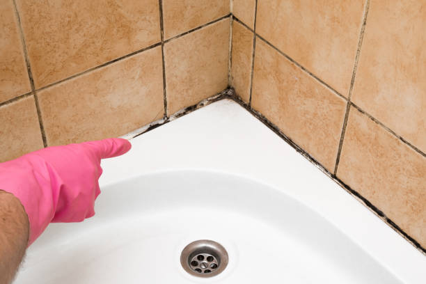 Best Insurance-Related Mold Remediation in Lockport, NY